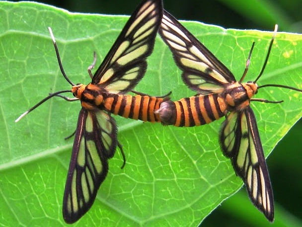 Unidentified Syntomini