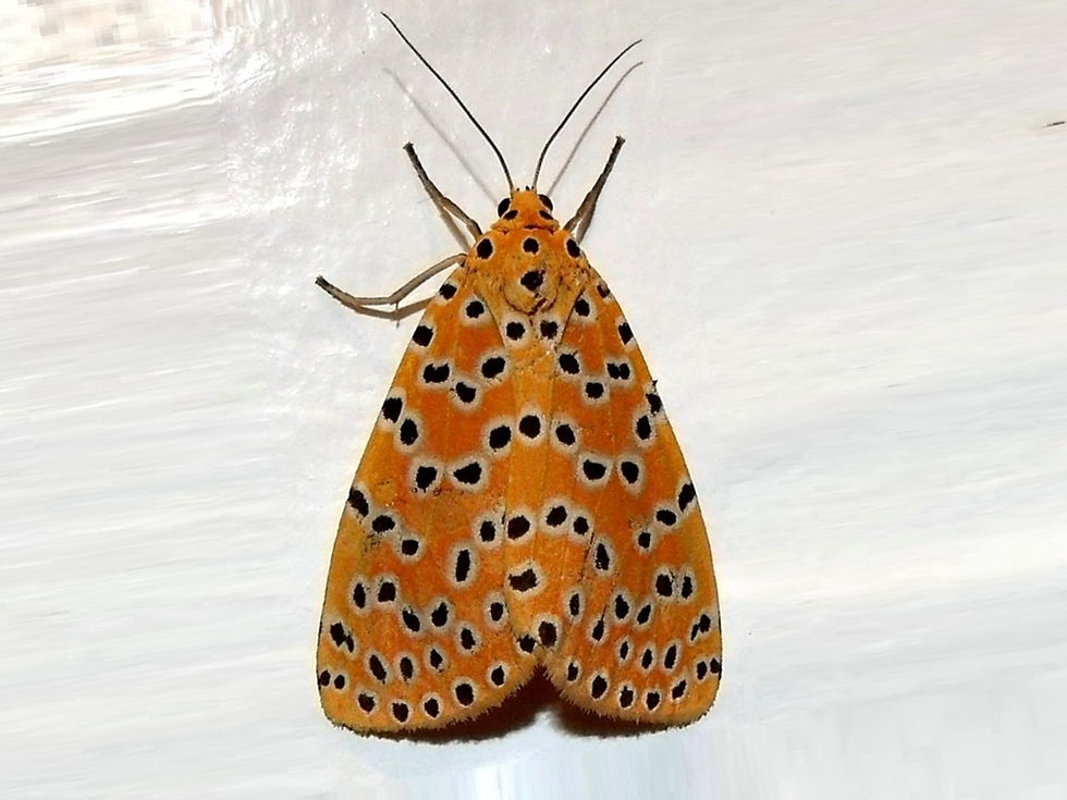 Argina Insect Arctiinae (Tiger and Lichen Moths)