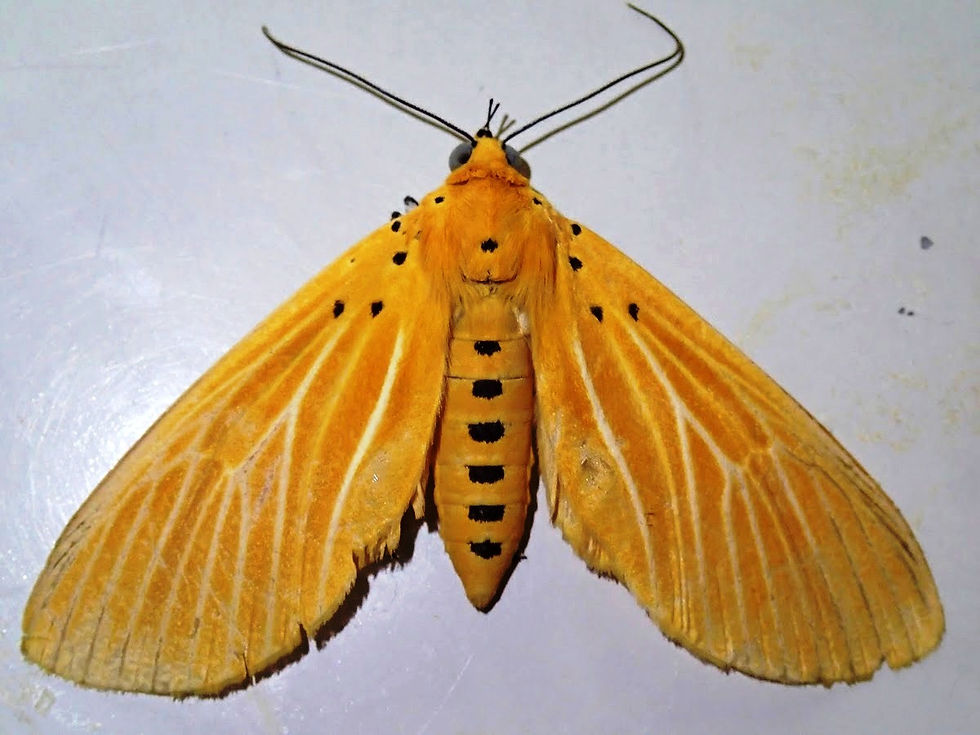 Asota egens confinis