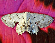 Dysaethria lilacina