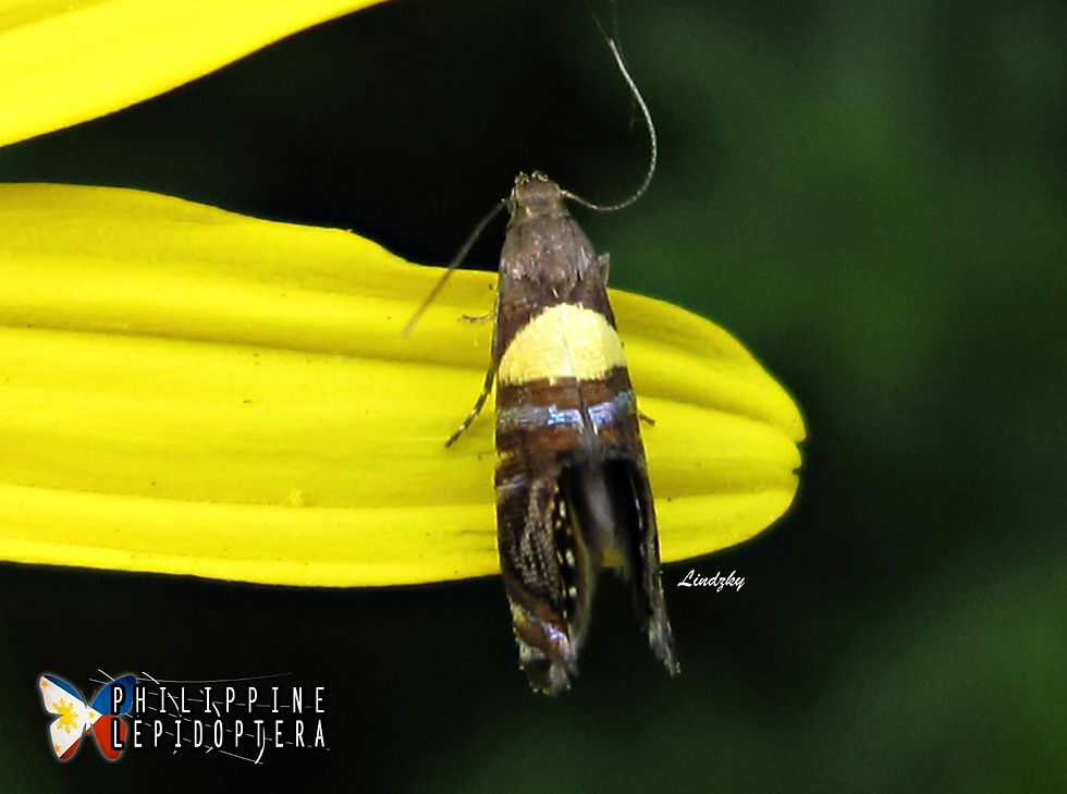 Glyphipterix sp. cf. marinae