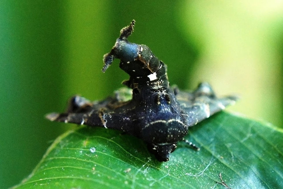 Penicillaria maculata