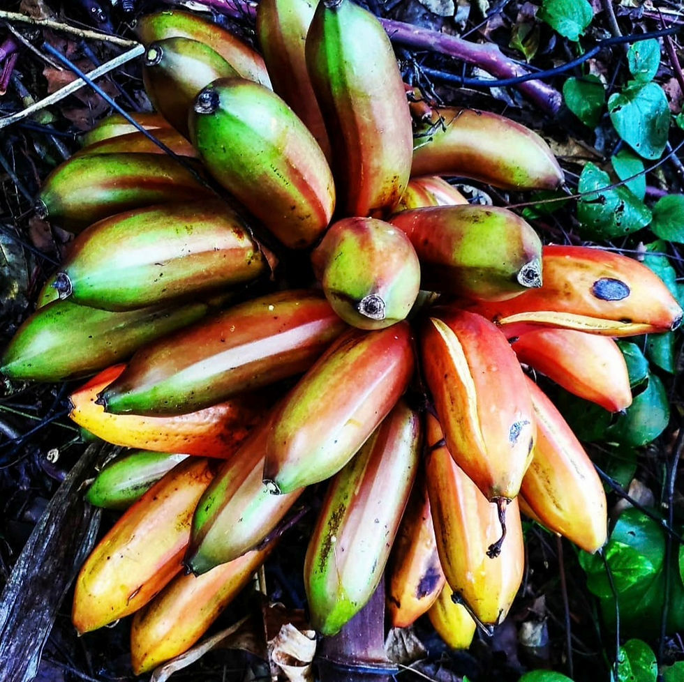 banana_cuban_red_harvest.jpg