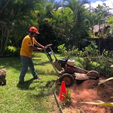 stump grinding damaged coconut tree honokowai maui hawaii