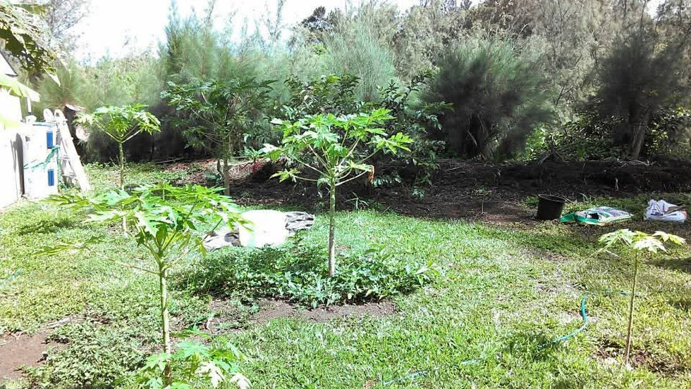 papaya_young_orchard2.jpg
