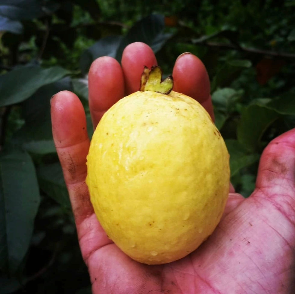 guava_harvest_single.jpg