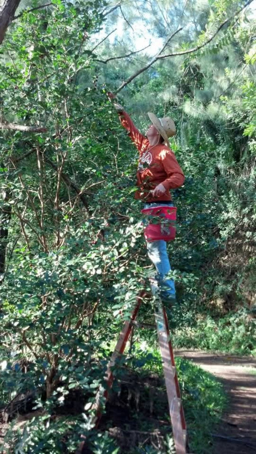 jeremiah_harvesting_strawberryguava.jpg