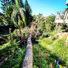 cleanup uprooted tree storm damage kula maui hawaii