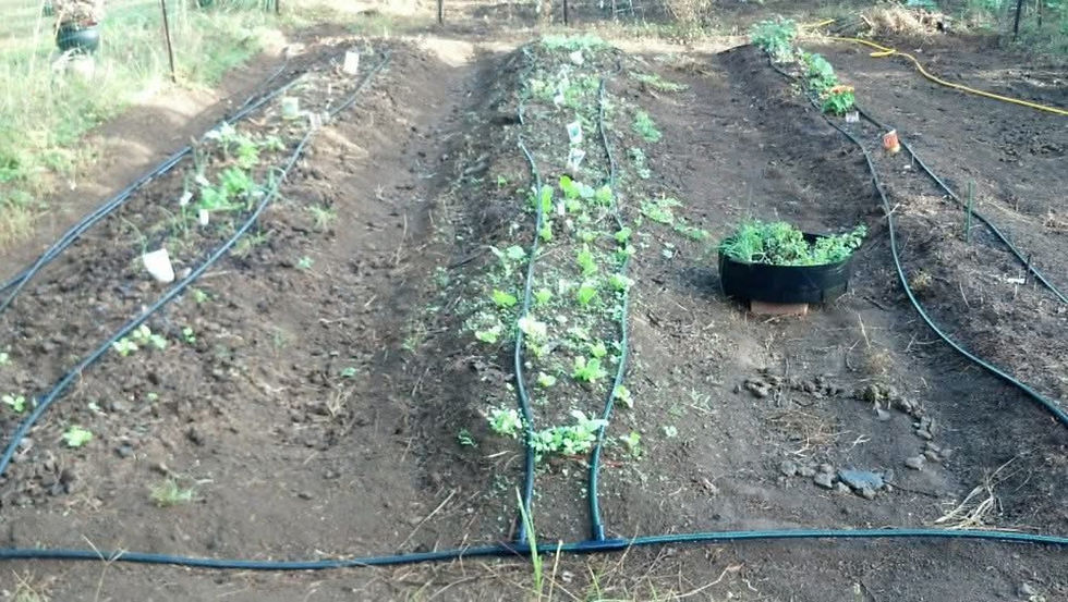 vegetable_garden_irrigation.jpg