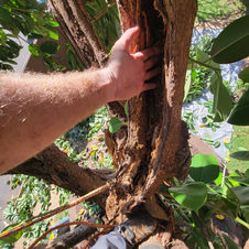 inspecting rot damage banyan tree kaanapali maui hawaii