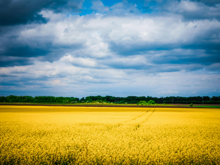 Yellow grain field under a clowdy, but blue sky: colours of the Ukrainian flag