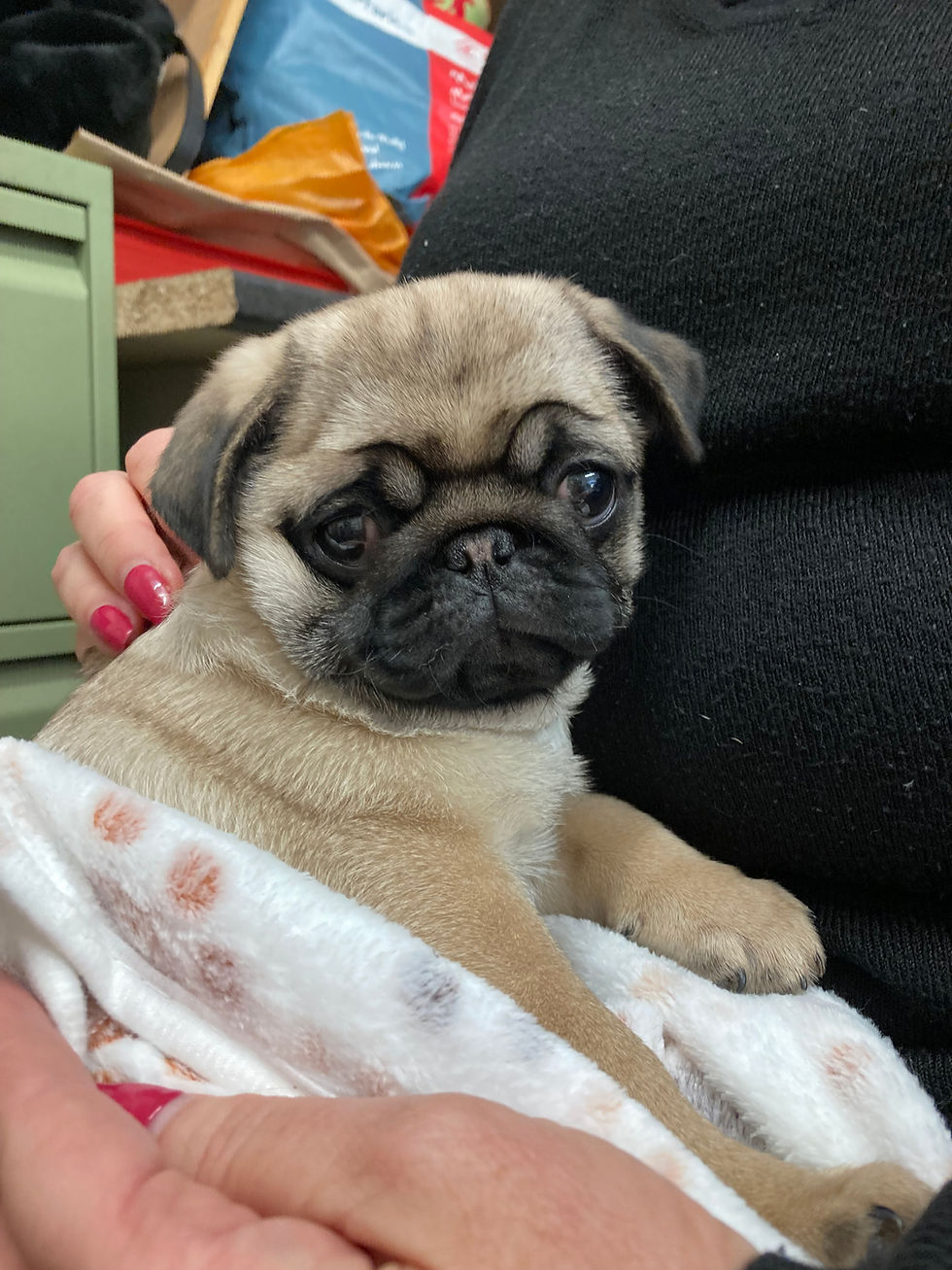 Thumbnail: Adorable pug puppy held in someone's lap, looking towards the camera.