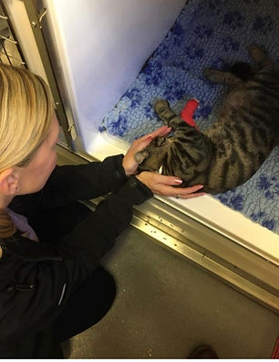 Woman petting a tabby cat; intimate moment between feline and human indoors