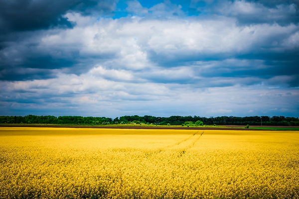 olga-subach-BRHVnm1SPWA-unsplash.jpeg