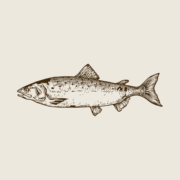 Salmon line drawing