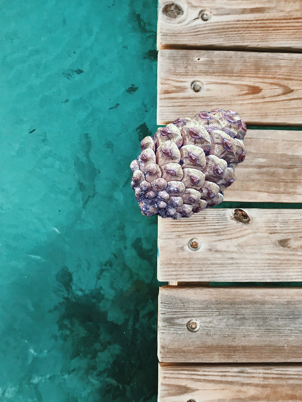 Another pine cone