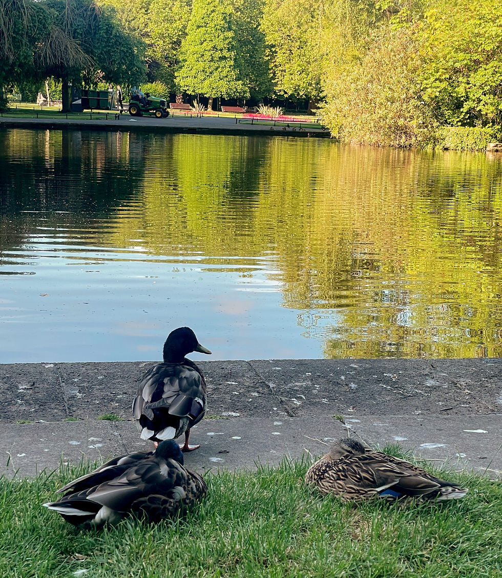 A privilege to see them living peacefully free by the pond.