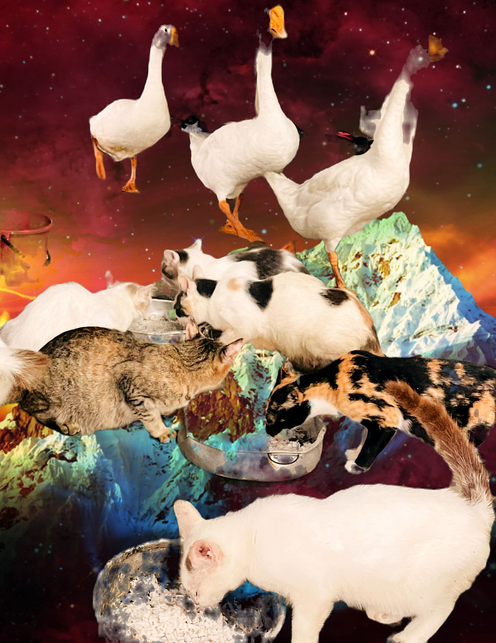 Cosmic geese and the magical cats