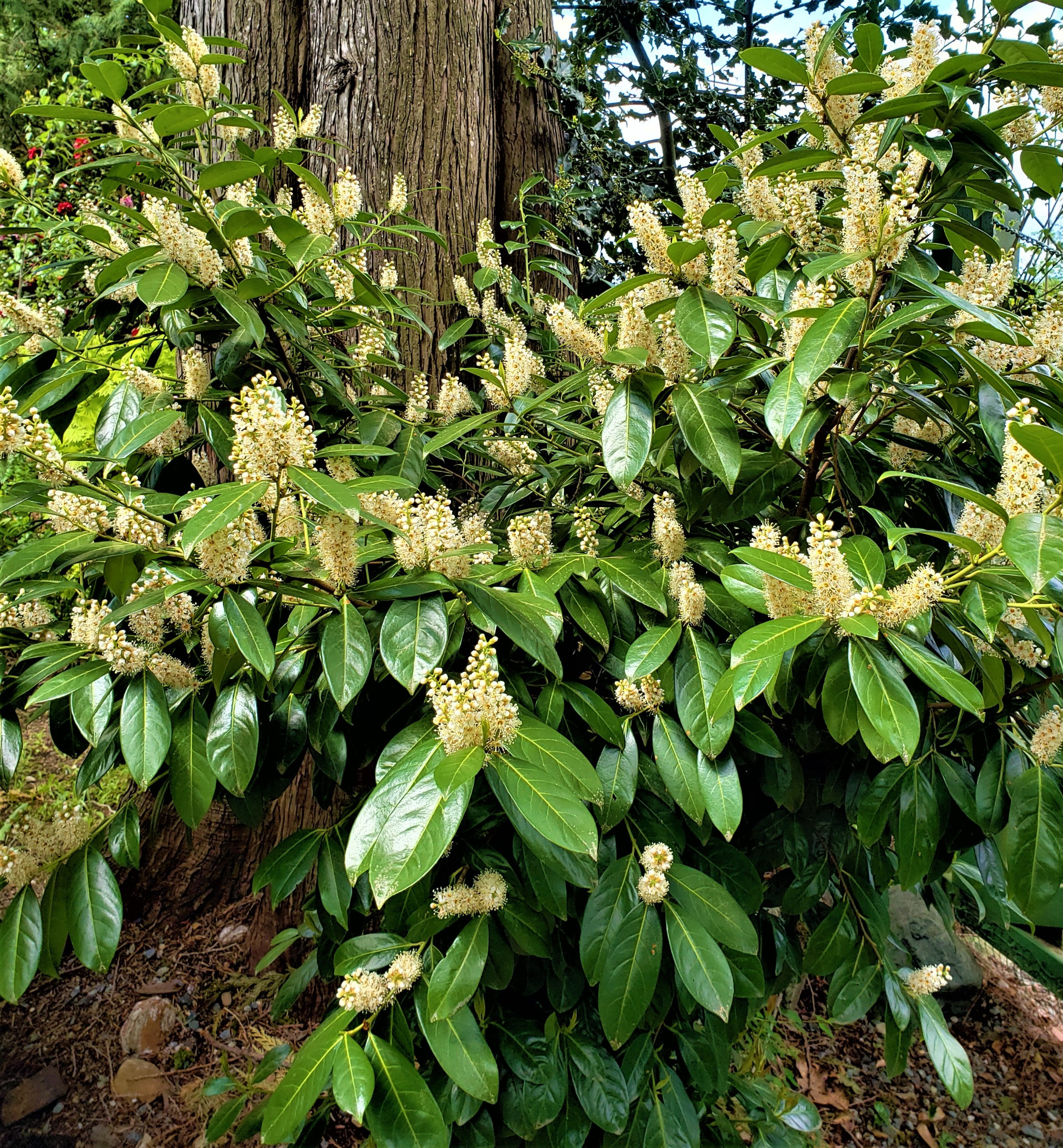 Cherry Laurel - Hedging Plants - (1 ft. - 2 ft. tall) - (200+ in stock)