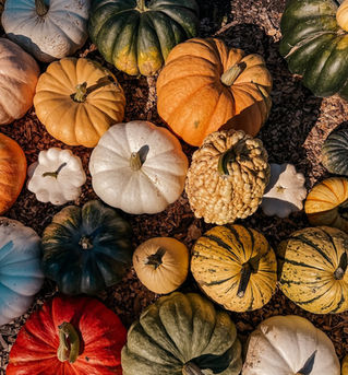 Pumpkin Longevity: A Patch to Porch Colorado Guide