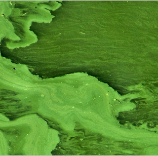 ALGAETEX