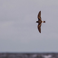 BIRDER'S PELAGIC Monteiro's Petrel. La