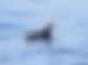 Barolo's Shearwater IMG_9470.JPG
