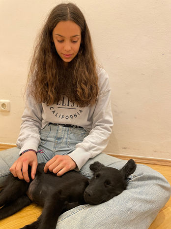 Welpentraining in München - Hundeschule A Hund is a scho