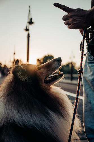 A Hund Is A Scho - Hundeschule Manuel Krupa Hundetrainer München | Manuel Krupa | A Hund is a scho