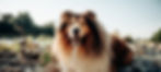 A Hund is a scho - Hundeschule Manuel Krupa, Collie Shooty_edited.jpg