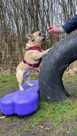 K9 Fitbone Training - Hundeschule A Hund is a scho
