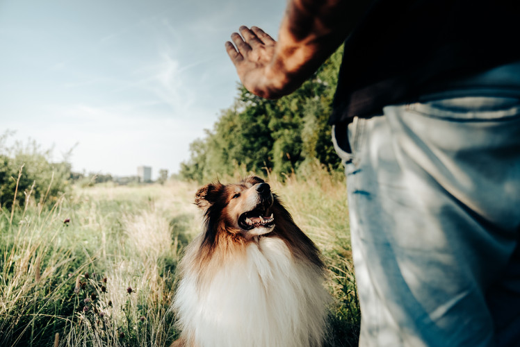 A Hund Is A Scho - Hundeschule Manuel Krupa Hundetrainer München | Manuel Krupa | A Hund is a scho