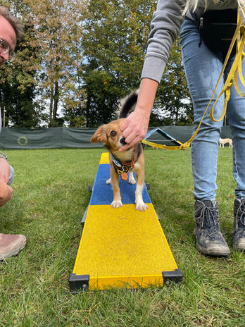 Mobility in München - Hundeschule A Hund is a scho