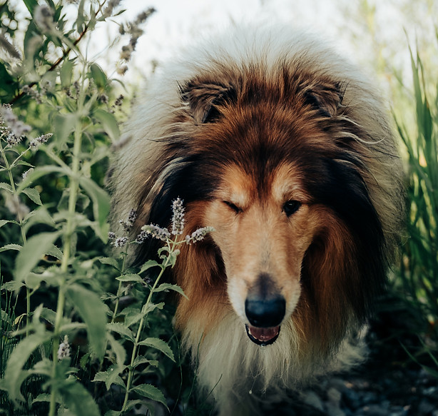A Hund Is A Scho - Hundeschule Manuel Krupa Hundeschule München – A Hund is a scho | Hundetraining