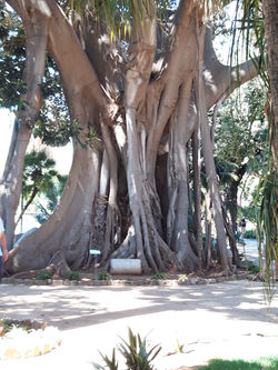 Ficus jardin Royal Palace Palerme