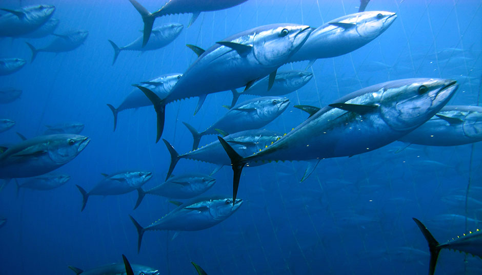 Тунец в море