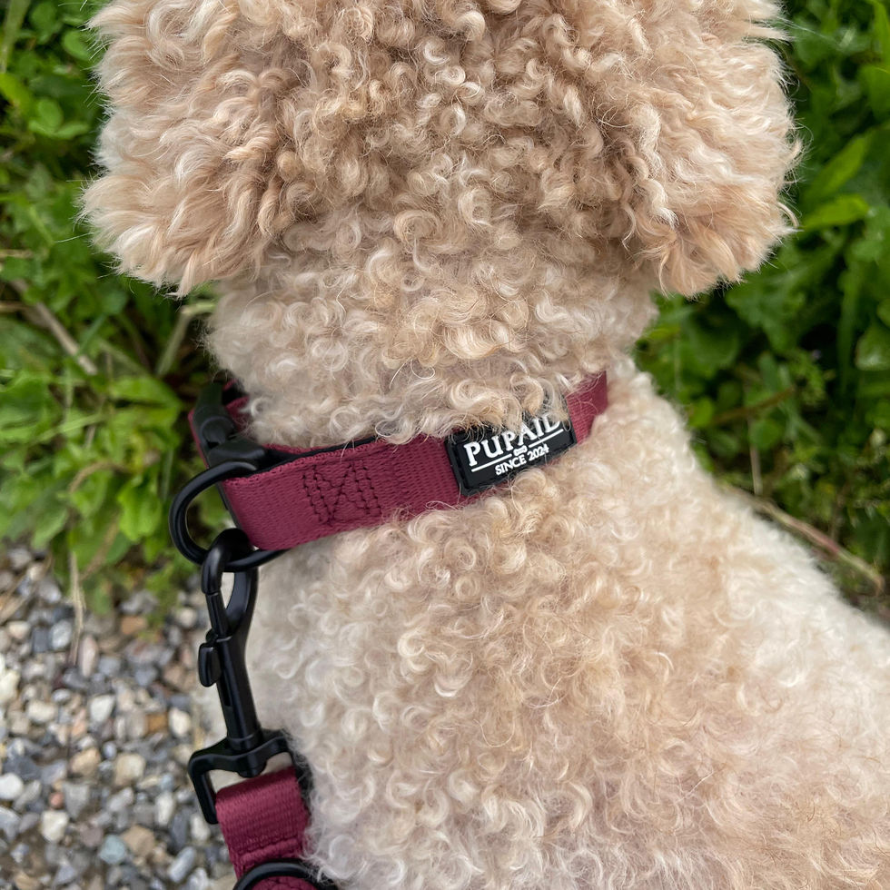 Miniature : Hundehalsband Grace von PupAid