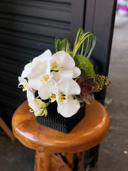 Orchid Bloom