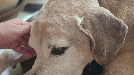 דיקור וטרינרי לכלב בהרצליה