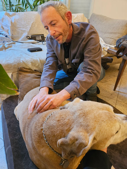 ד"ר אבישי וטרינר בדיקור ביתי