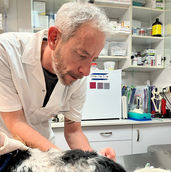 ד"ר אבישי גרינגרד בדיקור וטרינרי במרפאה