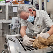 ד"ר גרינגרד אבישי בניקוי שיניים לכלב