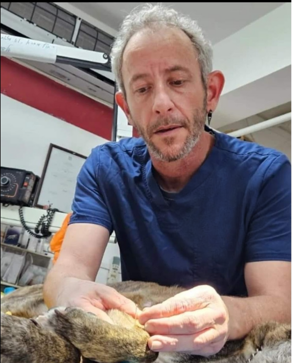 ד"ר אבישי גרינגרד מדקר חתולה במהלך ביקור במרפאה