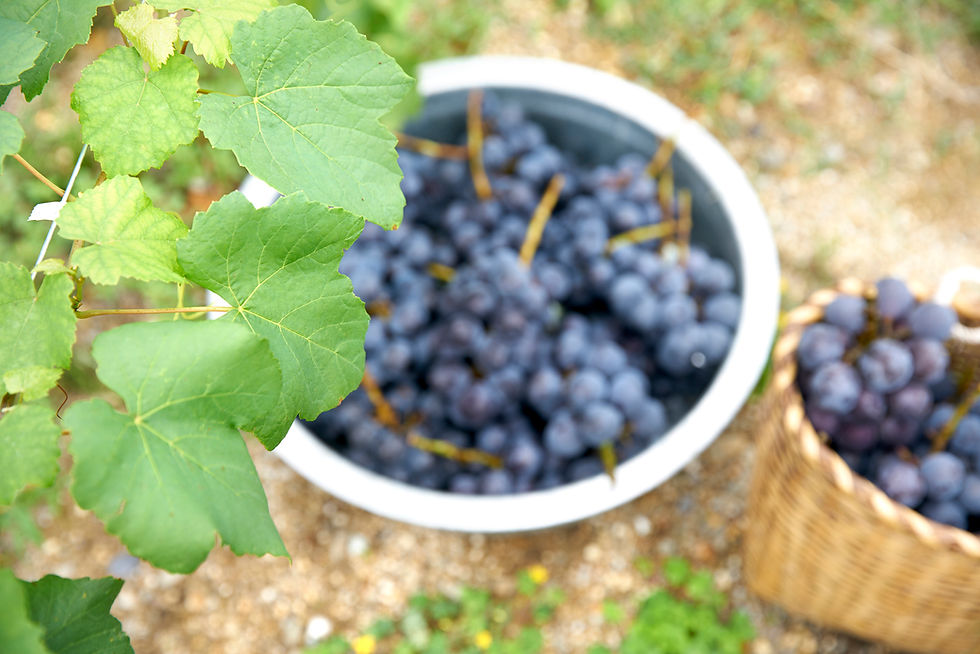 2022年ワイン葡萄収穫体験