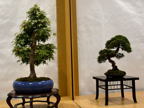 Le taglie dei Bonsai