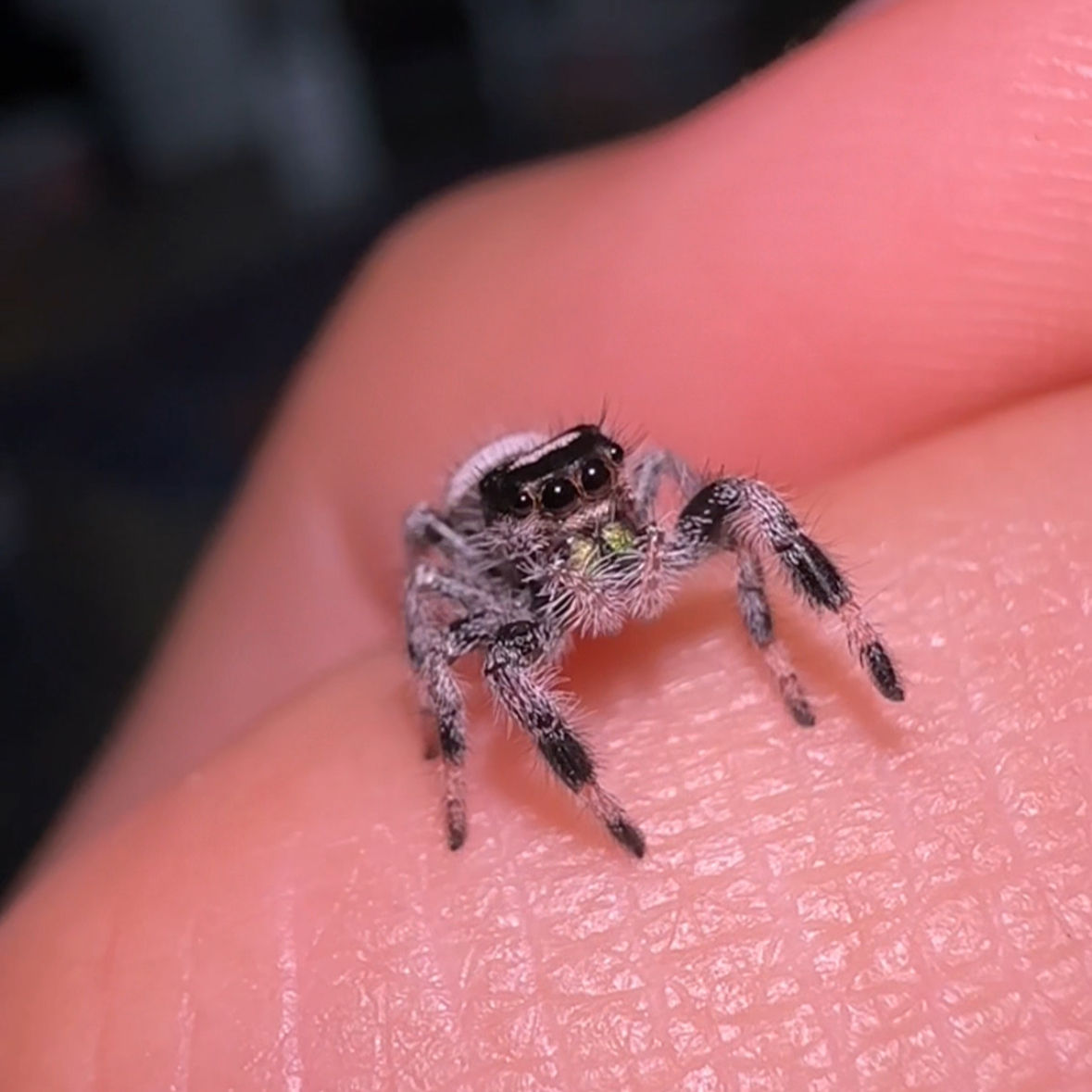 V14 Regal Jumping Spider