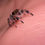 Thumbnail: Vd12 Regal Jumping Spider