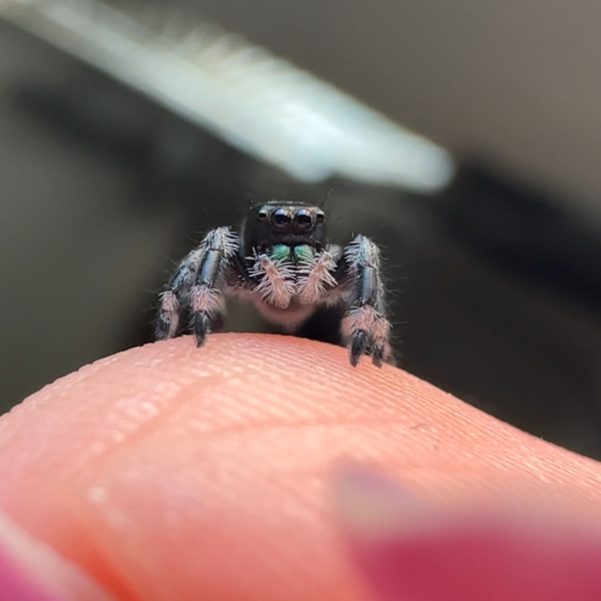 F2-20 i6 Regal Jumping Spider