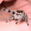 Thumbnail: Female Regal Jumping Spider