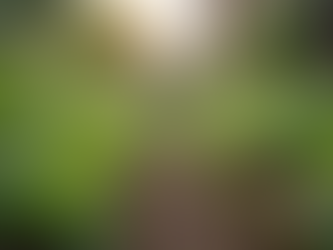 Understanding Social Impact Services for Communities